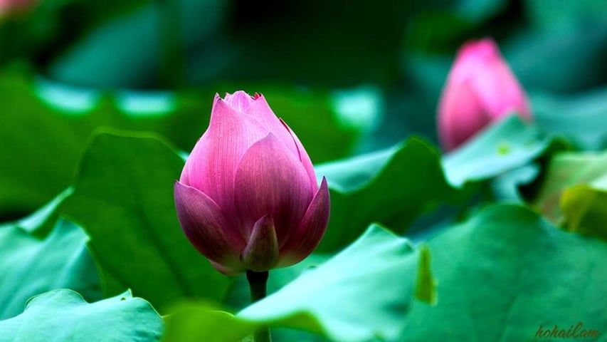 su-binh-yen-que-nha_88db8f5e72