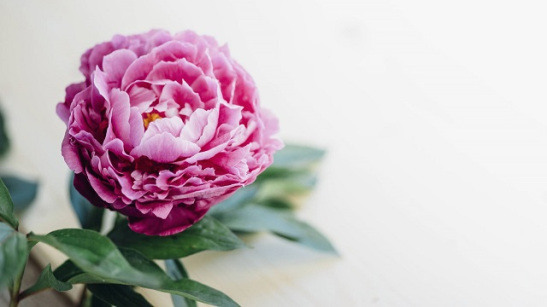 hoa-mau-don-peony-7_69034